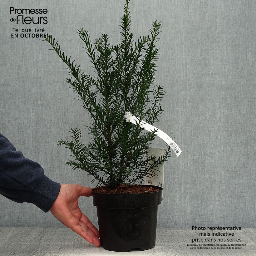 Ejemplar de Taxus baccata en pot de 3L - If commun entregado en otoño