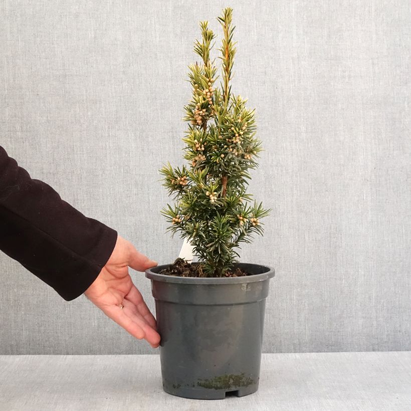 Tejo Fastigiata Aurea - Taxus baccata Maceta 2L/3LAltura de entrega aprox. 25/30cm Ejemplar entregado en invierno