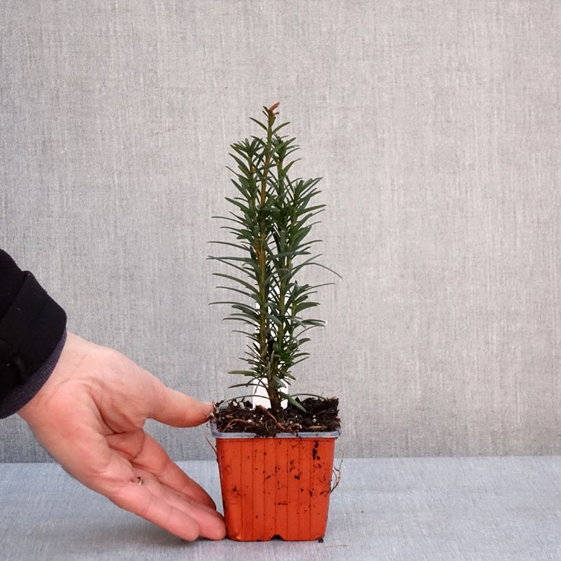 Tejo Fastigiata Robusta - Taxus baccata Maceta de 8/9 cm Ejemplar entregado en invierno