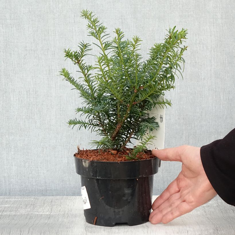 Ejemplar de Taxus baccata Summergold - If commun doré Pot de 2L entregado en otoño