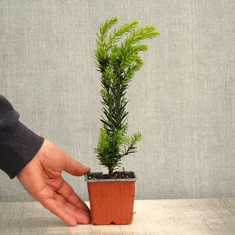 Taxus media Hillii - If hybride - Godet de 8/9 cm Ejemplar entregado en la primavera