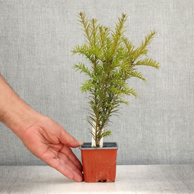 Ejemplar de Taxus x media Groenland - If hybride - Godet de 8/9 cm entregado en verano