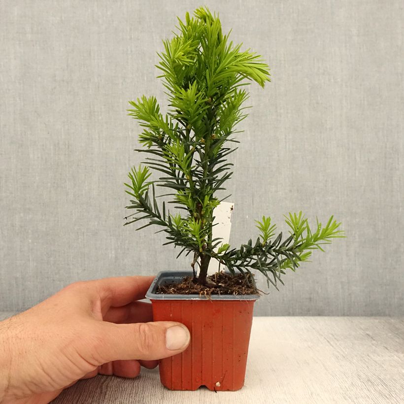 Taxus x media Hicksii - If hybride - Godet de 8/9 cm Ejemplar entregado en la primavera