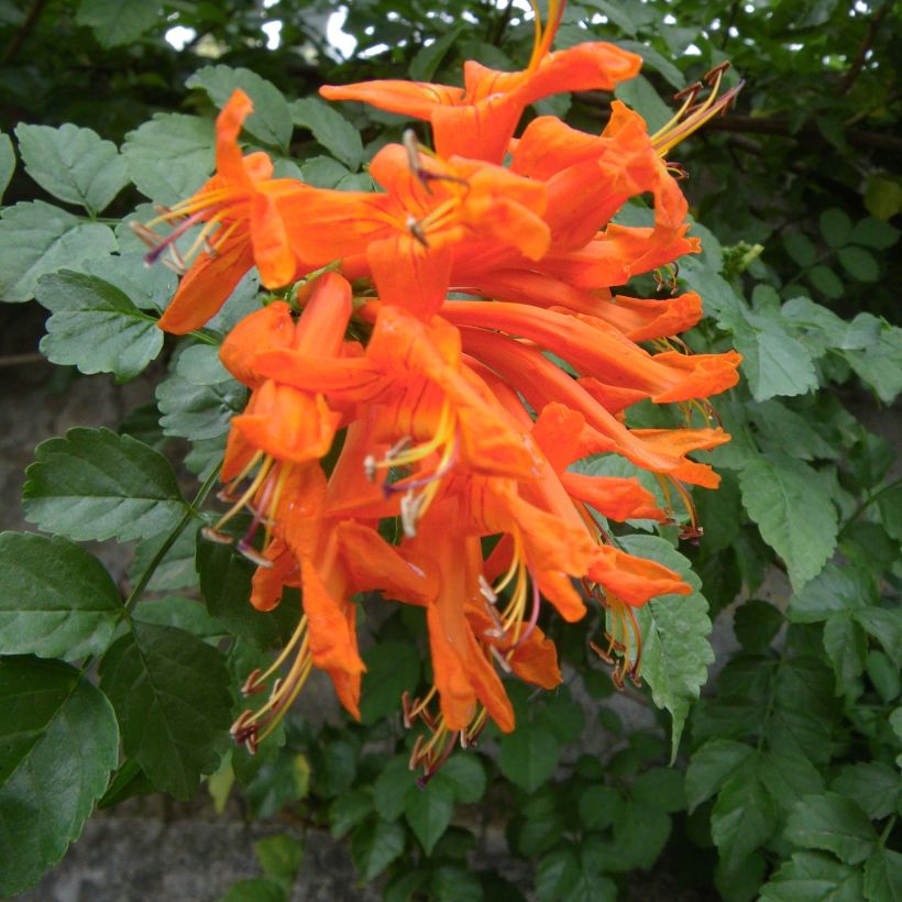 Tecoma capensis (Floración)