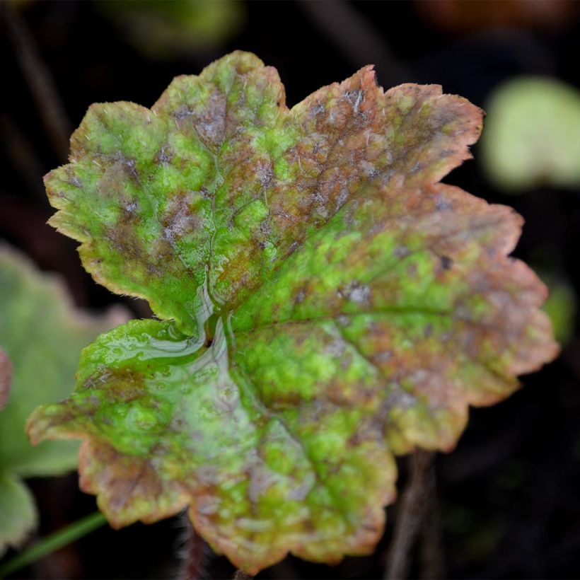 Tellima grandiflora Rubra (Follaje)