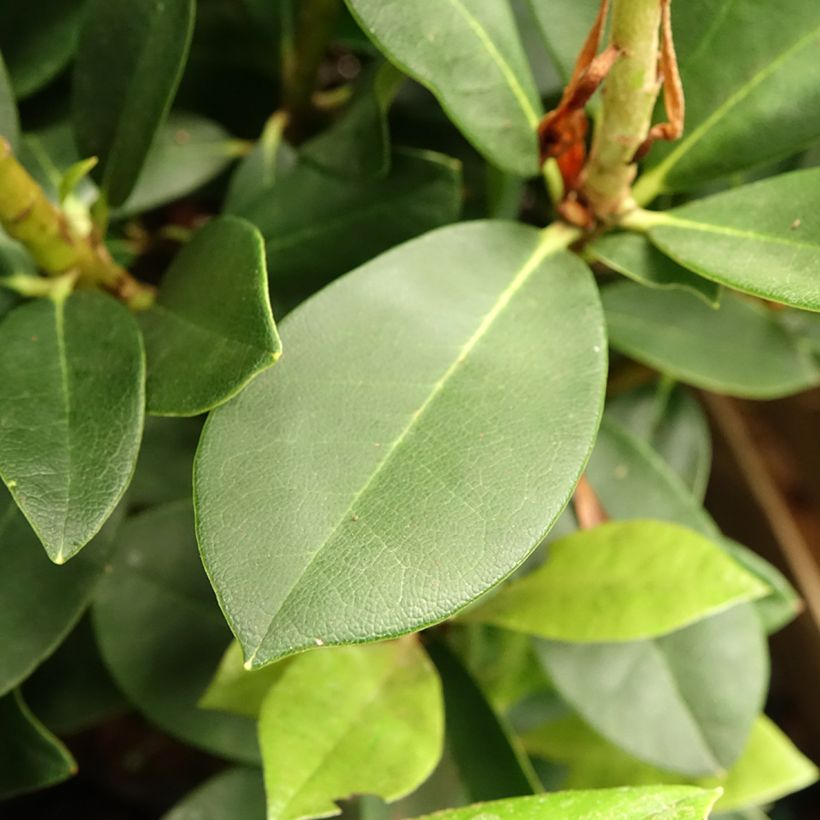 Telopea speciosissima - Waratah (Follaje)