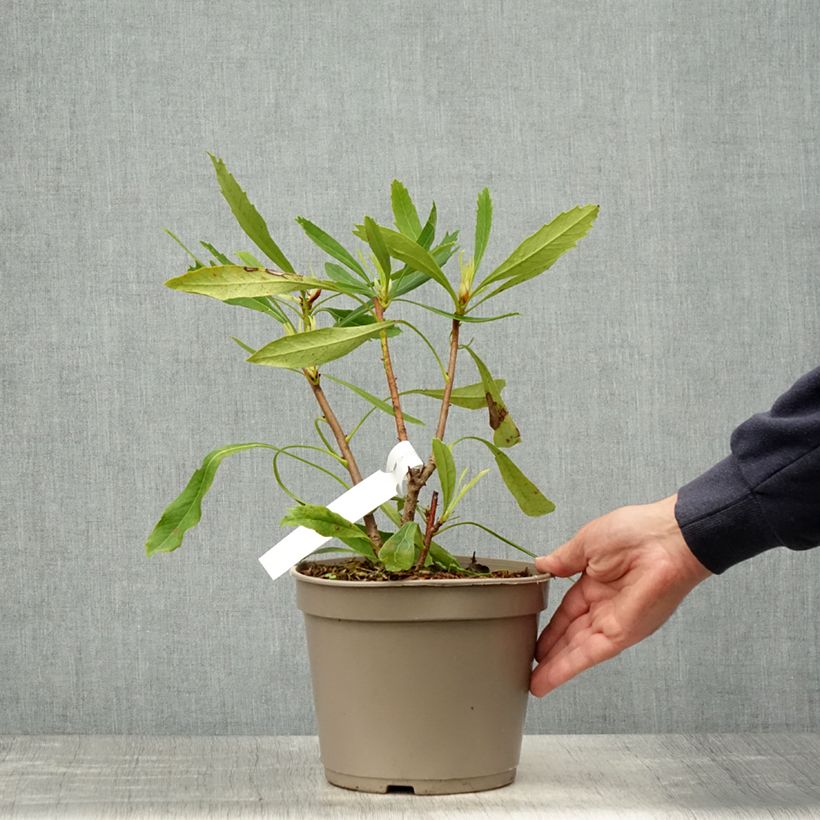 Telopea speciosissima White - Waratah Maceta 4L/5LAltura de entrega aprox. 30/40cm Ejemplar entregado en la primavera