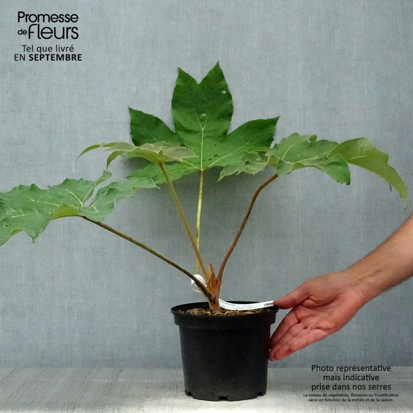 Ejemplar de Tetrapanax papyrifera Rex en pot de 3L/4L entregado en otoño