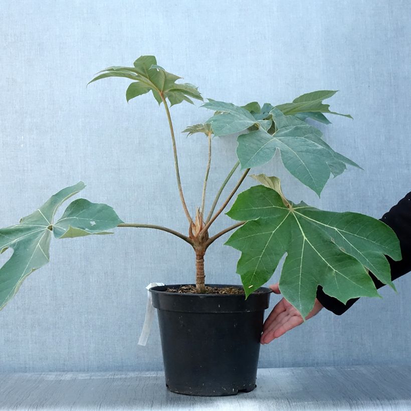 Ejemplar de Tetrapanax papyrifera Rex en pot de 7L entregado en otoño