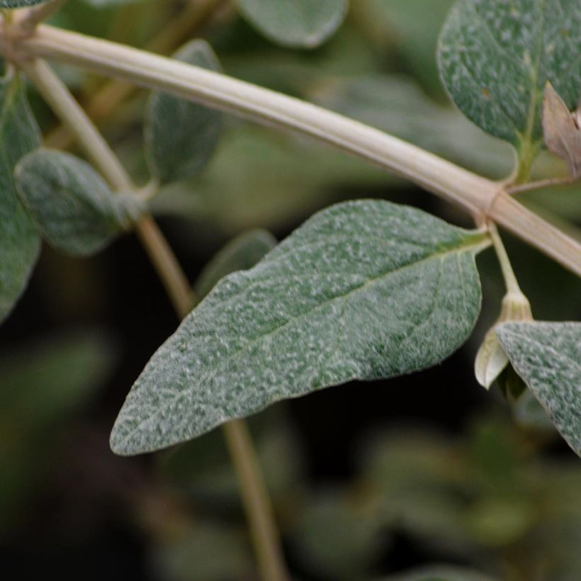 Teucrium fruticans Azureum - Olivilla (Follaje)