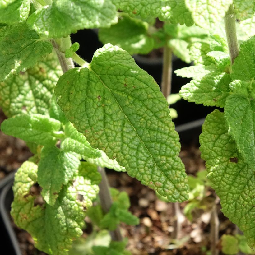 Teucrium hircanicum Paradise Delight (Follaje)