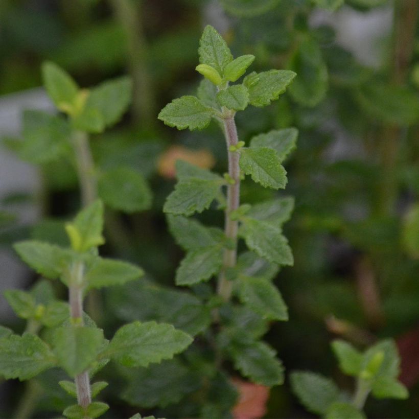 Teucrium lucidrys - Germandrina (Follaje)