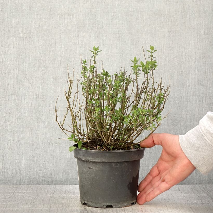 Teucrium lucidrys - Germandrée en pot de 2L/3L Ejemplar entregado en la primavera