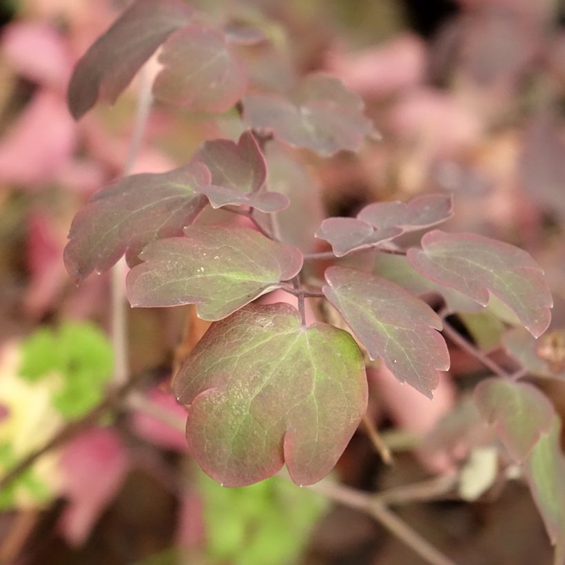 Thalictrum Anne (Follaje)