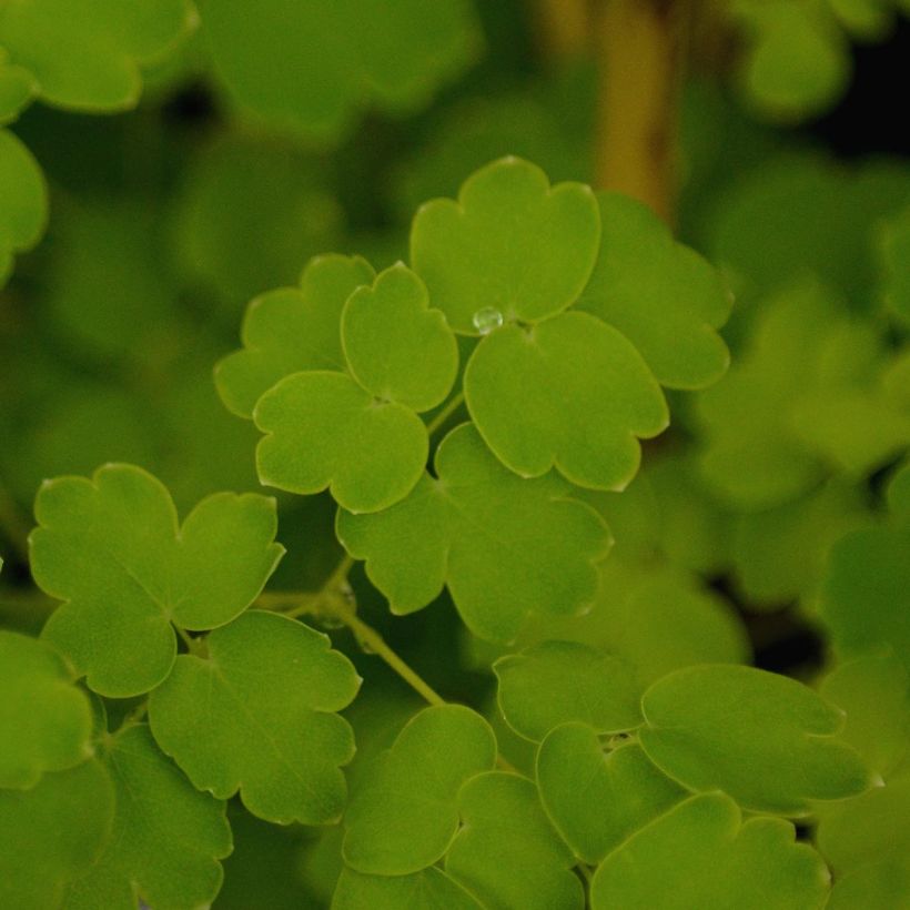 Thalictrum delavayi Album (Follaje)