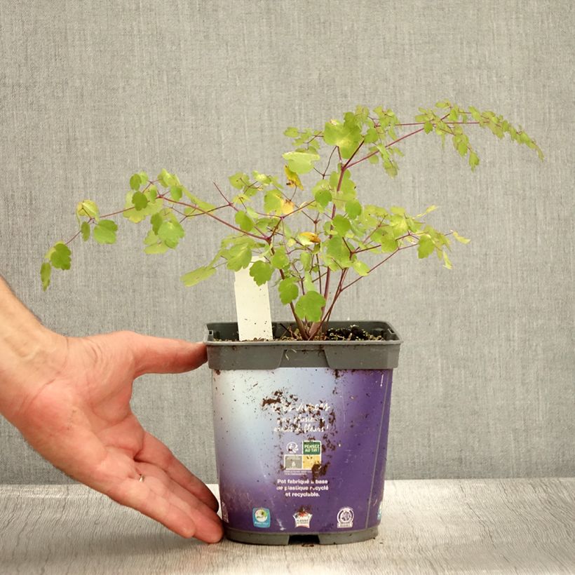 Ejemplar de Thalictrum delavayi en pot de 2/3L- Pigamon entregado en otoño