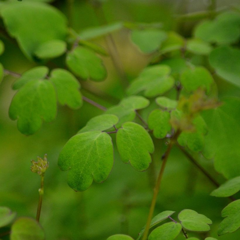 Thalictrum delavayi Hewitt's double (Follaje)