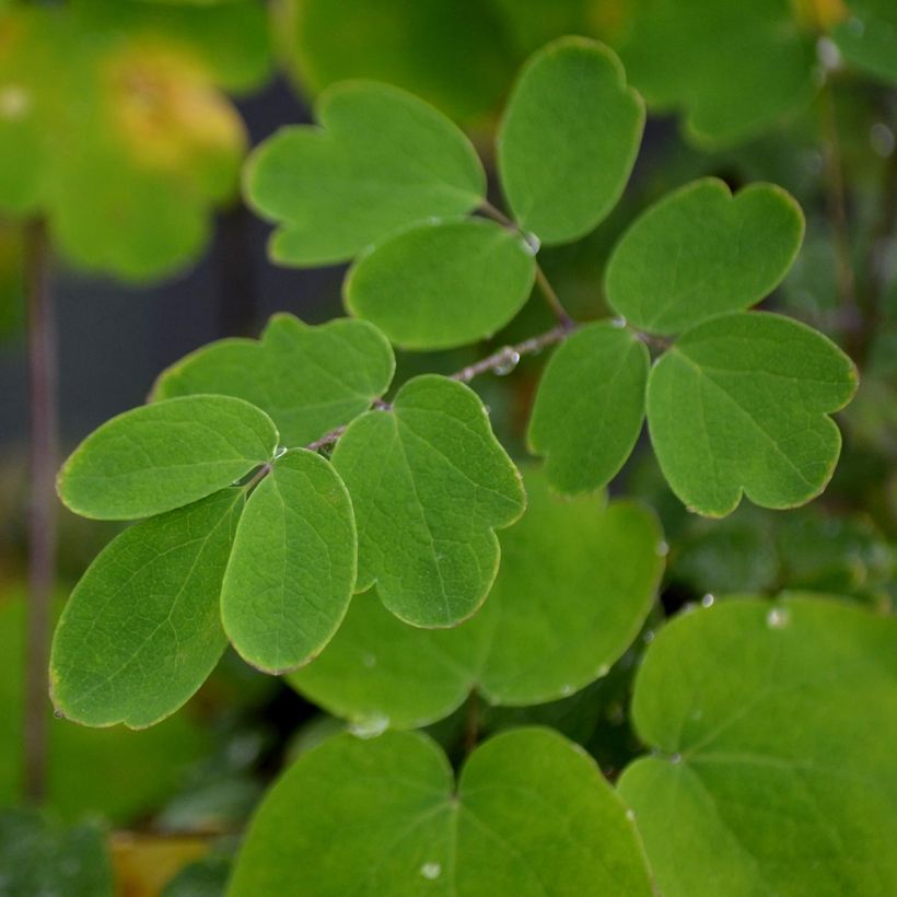 Thalictrum Elin (Follaje)