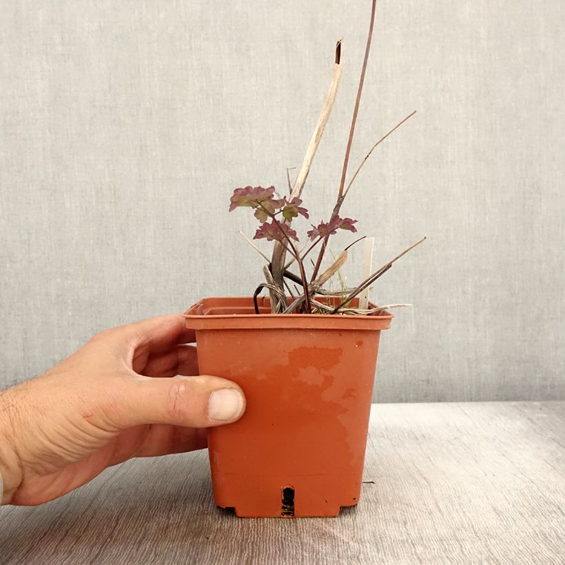 Ejemplar de Thalictrum Elin - Pigamon pot de 1L/1.5L entregado en otoño