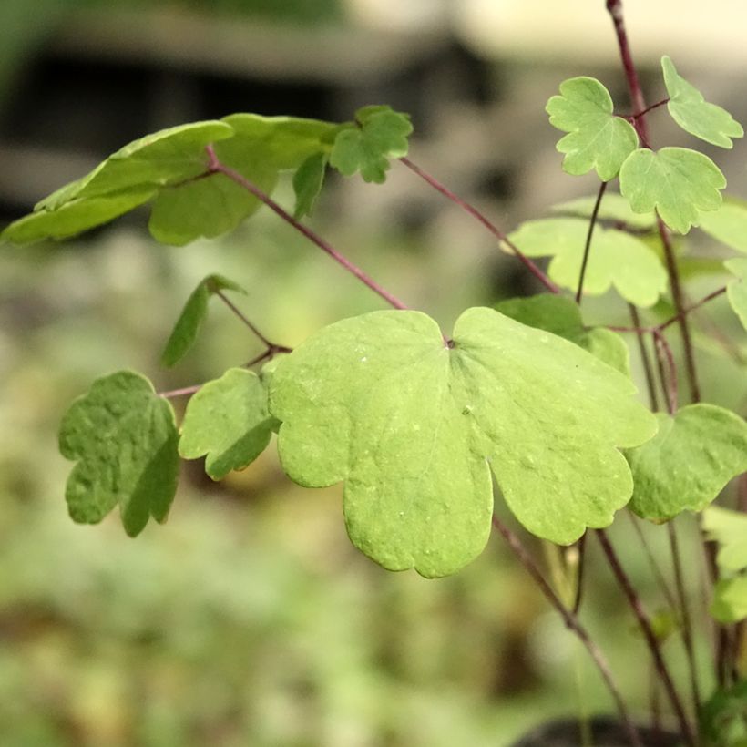 Thalictrum Purplelicious (Follaje)