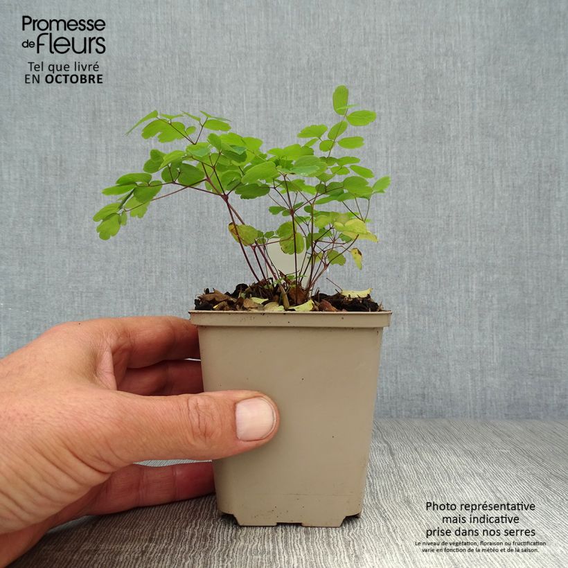 Ejemplar de Thalictrum rochebrunianum - Pigamon Godet de 9cm entregado en otoño