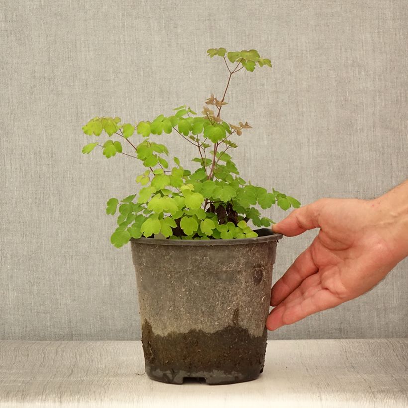 Ejemplar de Thalictrum rochebrunianum - Pigamon - Pot de 2L/3L entregado en verano