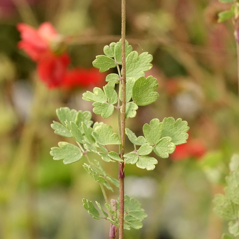 Thalictrum sphaerostachyum (Follaje)