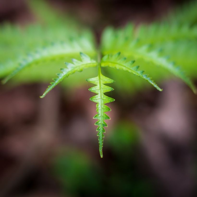 Thelypteris kunthii (Follaje)