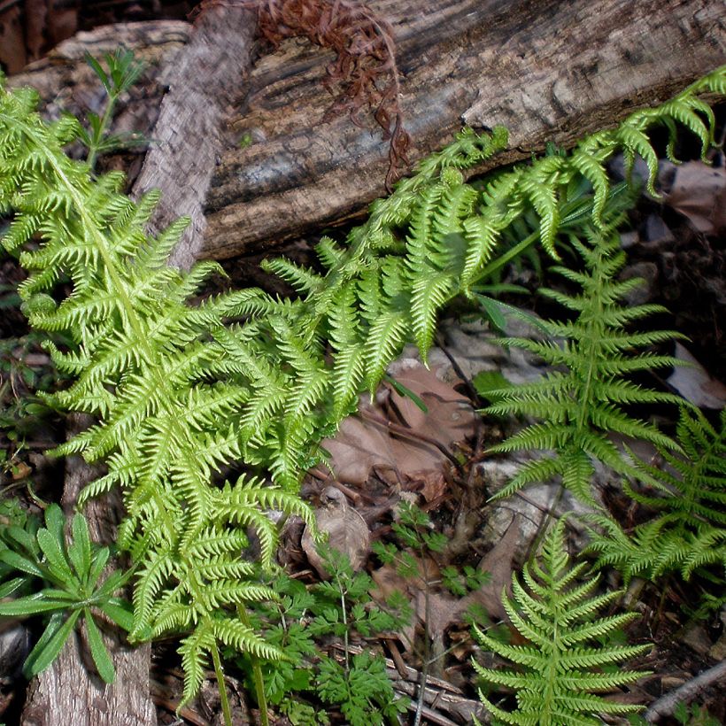 Thelypteris kunthii (Porte)