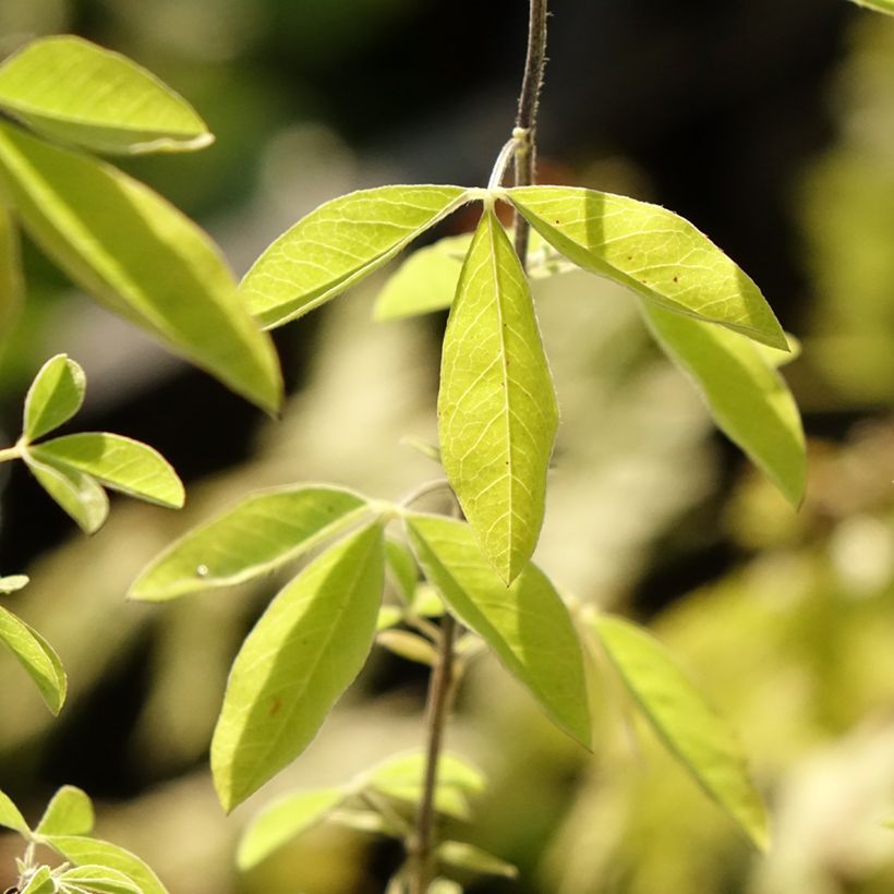 Thermopsis chinensis (Follaje)