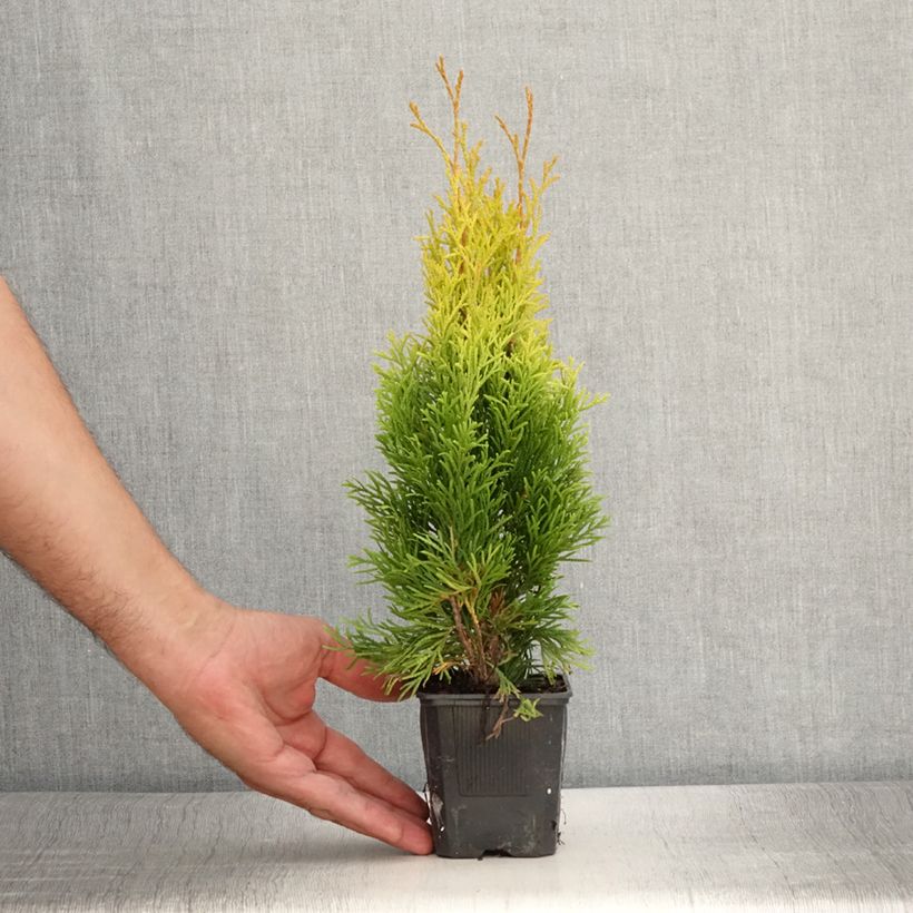 Ejemplar de Thuja occidentalis Golden Smaragd - Thuya du Canada - Godet de 8/9 cm entregado en verano