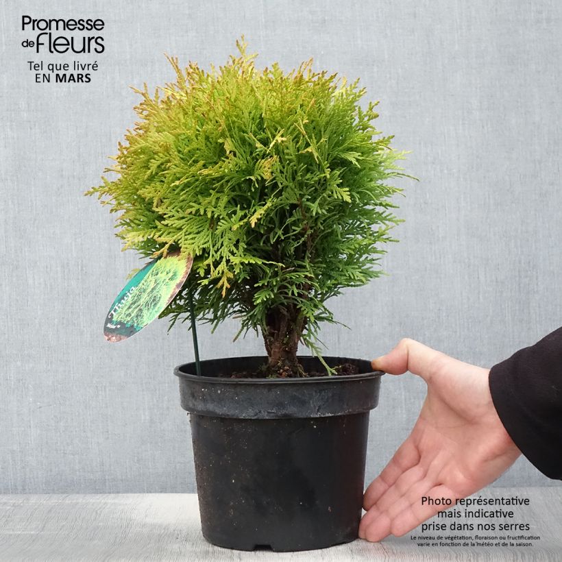 Thuja occidentalis Mirjam - Thuya du Canada en pot de 2l/3l Ejemplar entregado en la primavera