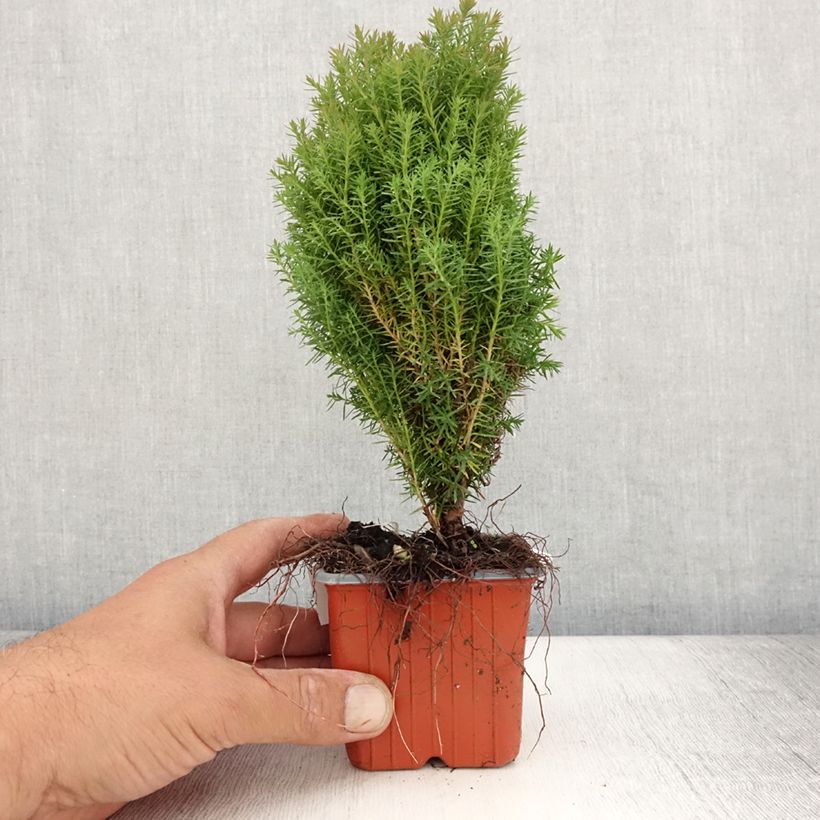 Ejemplar de Thuja occidentalis Teddy - Thuya du Canada                        - Godet de 8/9 cm entregado en verano