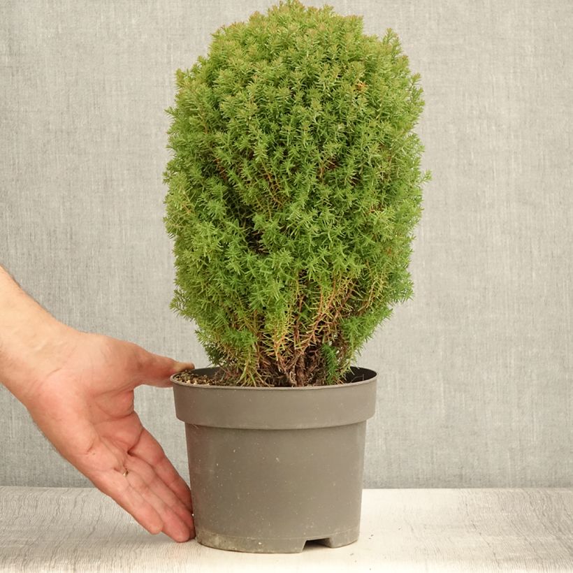 Ejemplar de Thuja occidentalis Teddy - Thuya du Canada Pot de 2L/3L entregado en verano