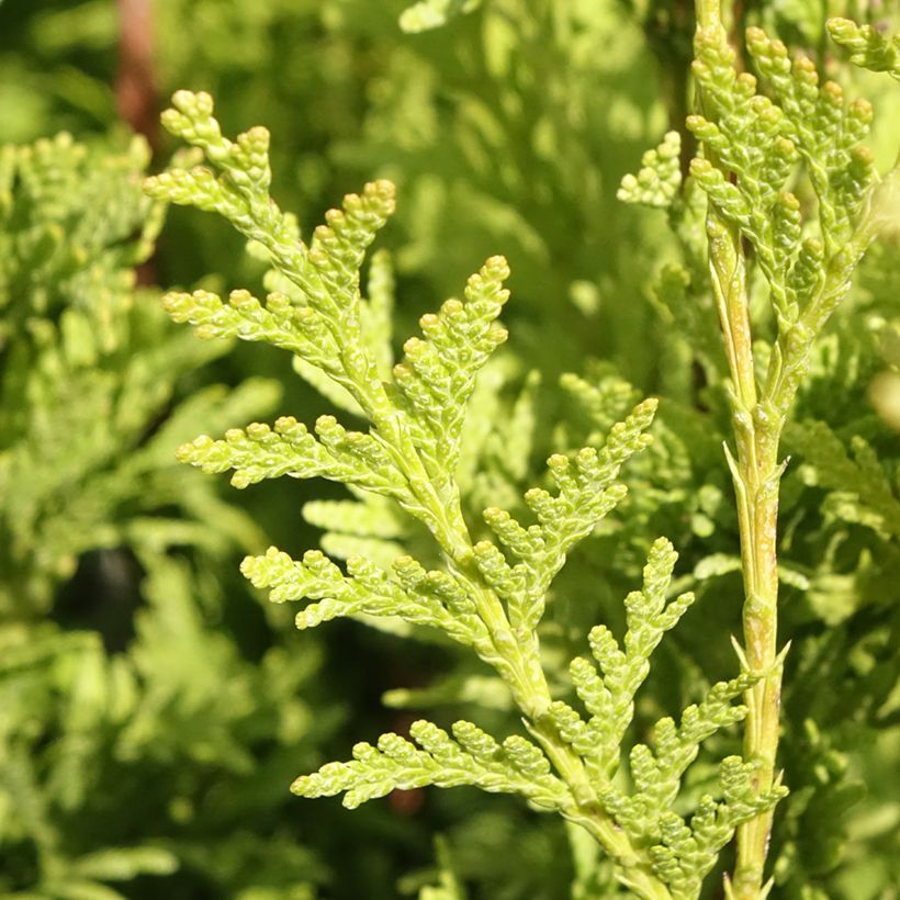 Thuja plicata Can-can (Follaje)