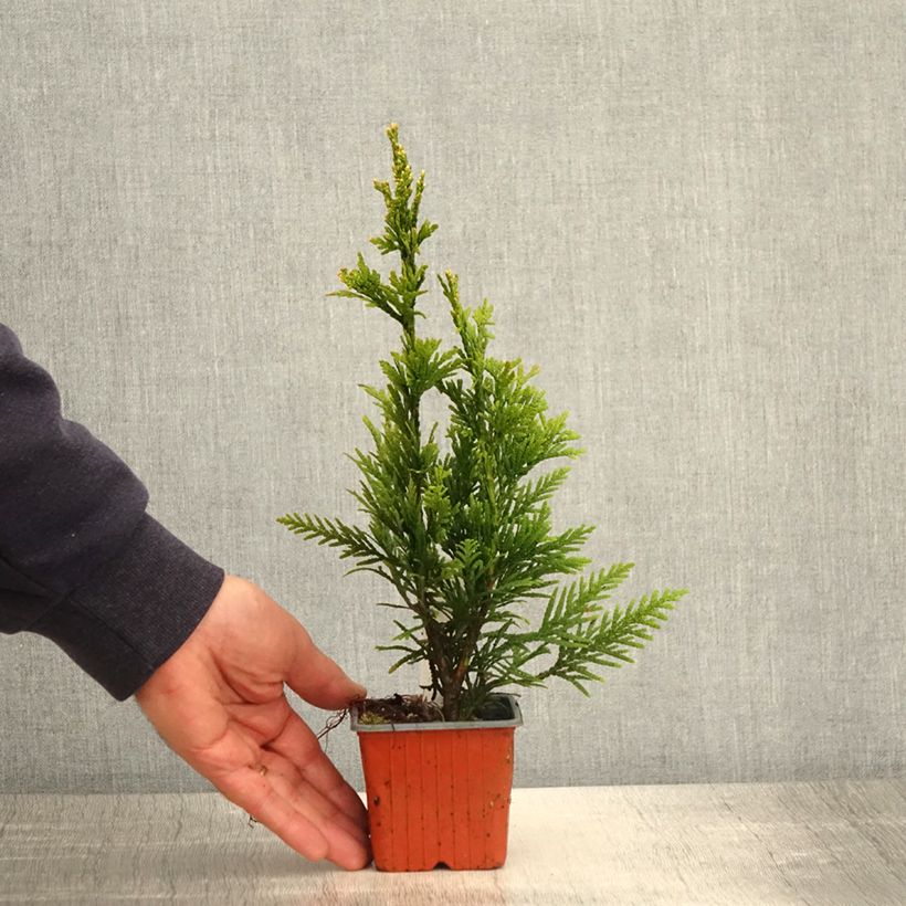 Thuja plicata Can-Can - Thuya compact - Godet de 8/9 cm Ejemplar entregado en la primavera