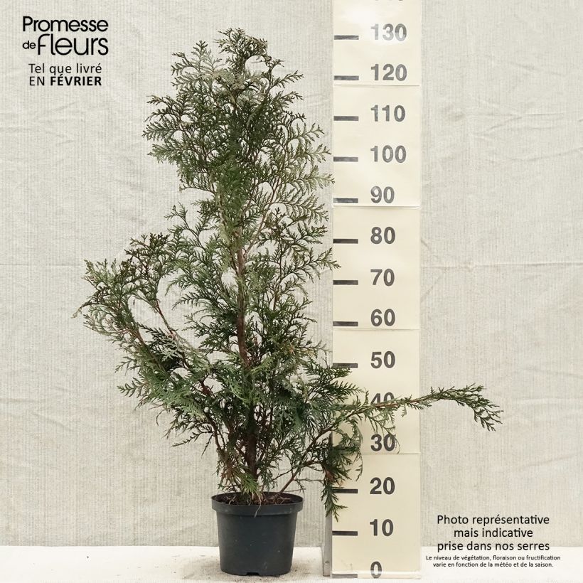 Thuja plicata Excelsa en pot de 2/3L Ejemplar entregado en invierno