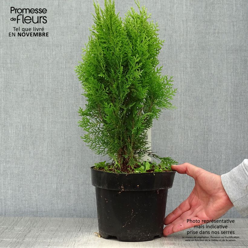 Ejemplar de Thuya d'Orient - Platycladus orientalis Aurea Nana en pot de 2L entregado en otoño