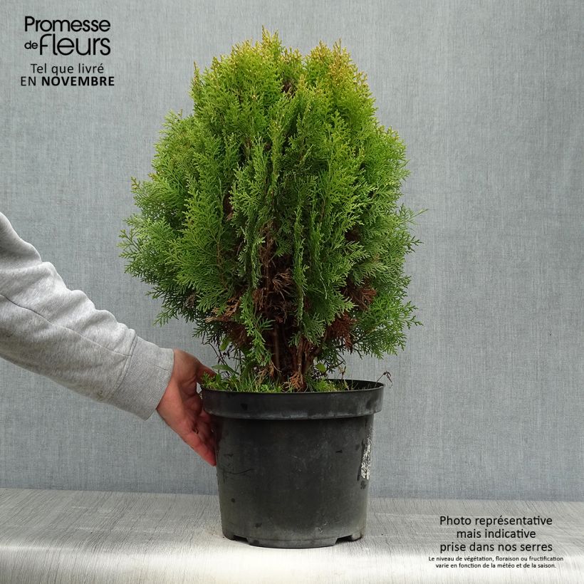 Ejemplar de Thuya d'Orient - Platycladus orientalis Aurea Nana en pot de 7,5L entregado en otoño