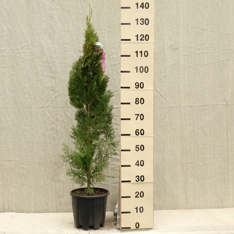 Thuya d'Orient - Thuja orientalis Pyramidalis Aurea 7.5L/10L Ejemplar entregado en la primavera