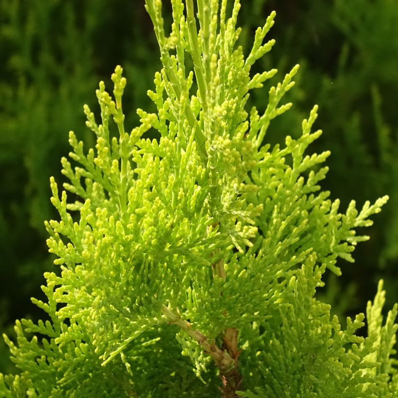 Thuja orientalis Pyramidalis Aurea - Tuya oriental (Follaje)