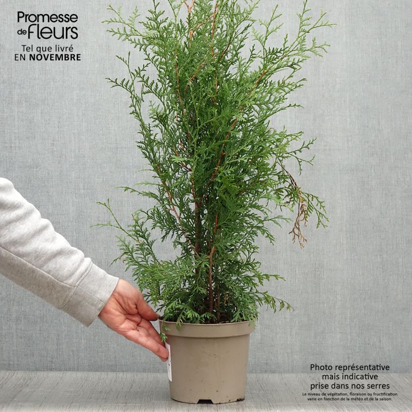 Ejemplar de Thuya du Canada -Thuja occidentalis Brabant en pot de 3L entregado en otoño