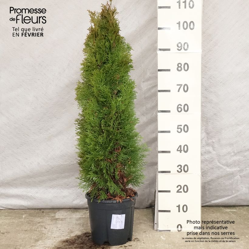 Thuya du Canada - Thuja occidentalis Smaragd 100/+ cm en pot de 10L Ejemplar entregado en invierno