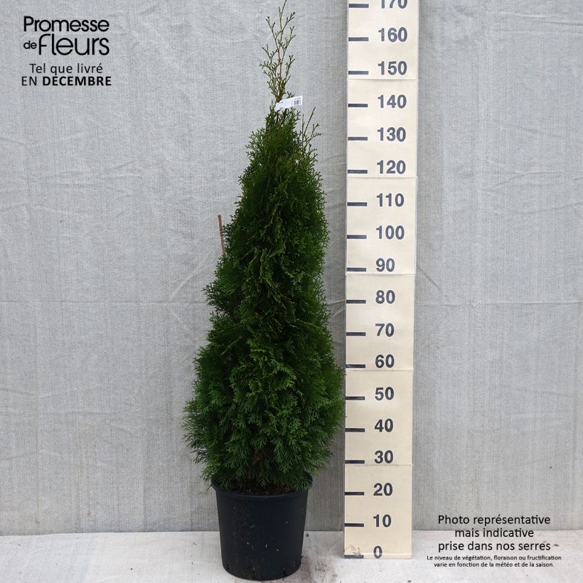 Ejemplar de Thuya du Canada - Thuja occidentalis Smaragd 150cm+ en pot de 15L entregado en otoño