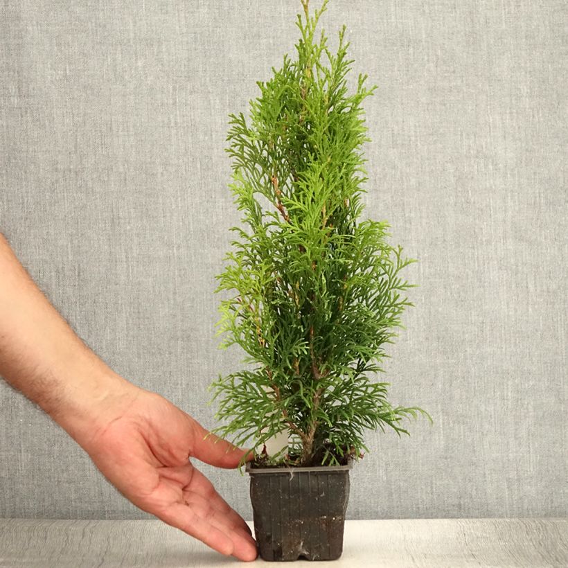 Ejemplar de Thuya du Canada - Thuja occidentalis Smaragd en godet de 9cm entregado en verano