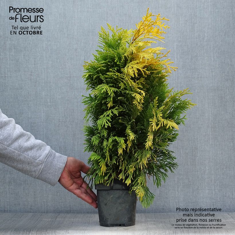 Ejemplar de Thuya géant - Thuja plicata 4 Ever Goldy en pot de 2/3L entregado en otoño