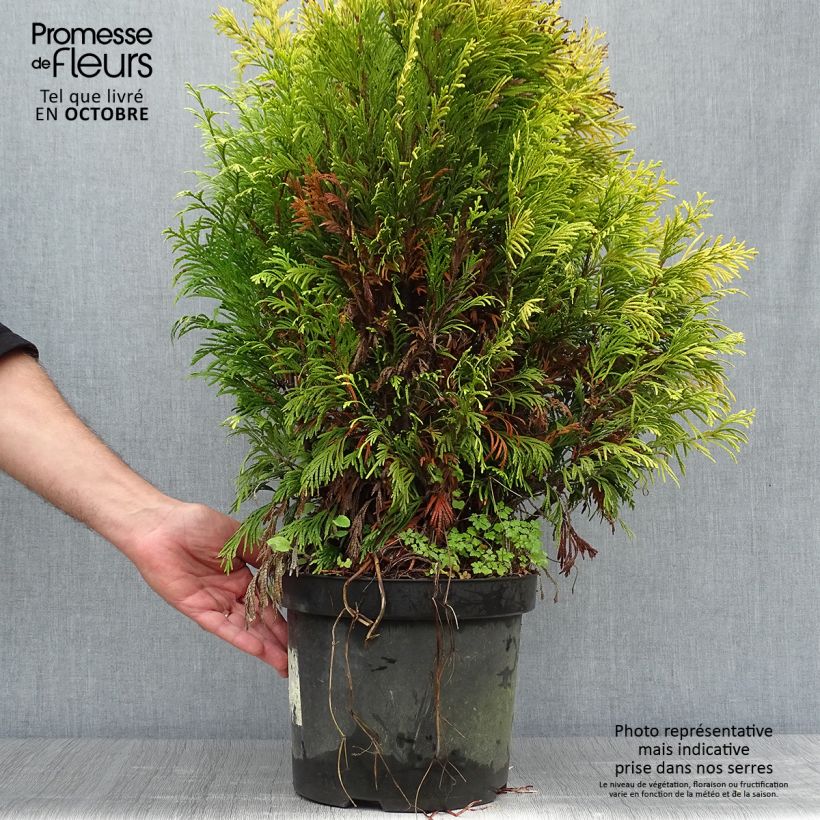 Ejemplar de Thuya géant - Thuja plicata 4 Ever Goldy en pot de 7,5L/10L entregado en otoño