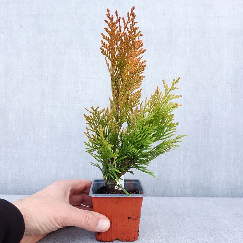 Thuja plicata 4 Ever Goldy Maceta de 8/9 cm Ejemplar entregado en invierno