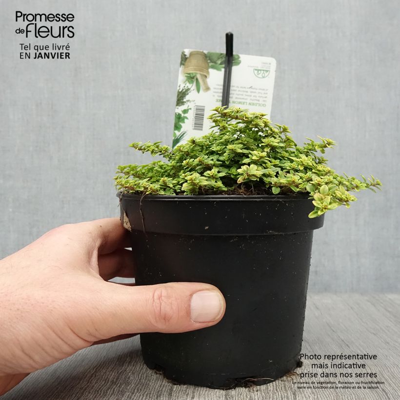 Thym citron Bertram Anderson - Thymus citriodorus Pot de 1.5L/2L Ejemplar entregado en invierno