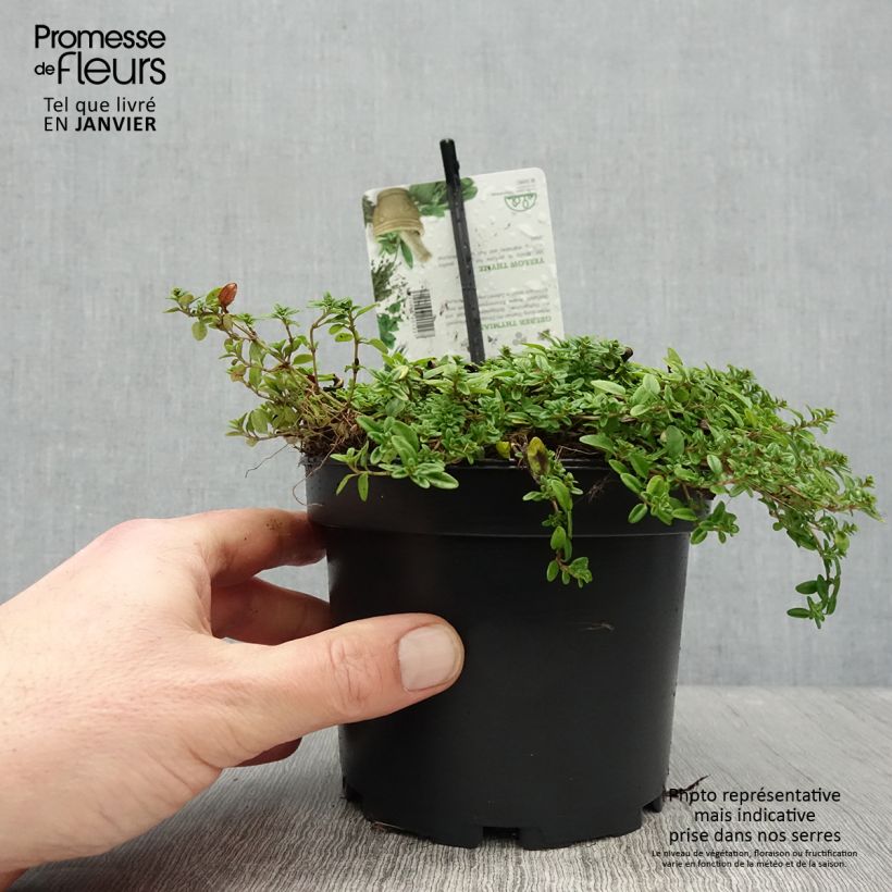 Thym citron doré - Thymus citriodorus Aureus Pot de 1.5L/2L Ejemplar entregado en invierno